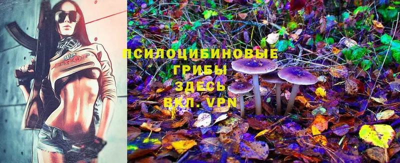 Псилоцибиновые грибы Cubensis  Терек 